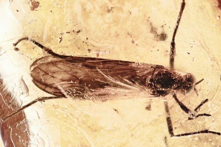 Rare Fossil Awl-Fly (Xylophagidae) & Leafhopper Nymph In Baltic Amber #339452